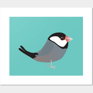 Java sparrow Posters and Art